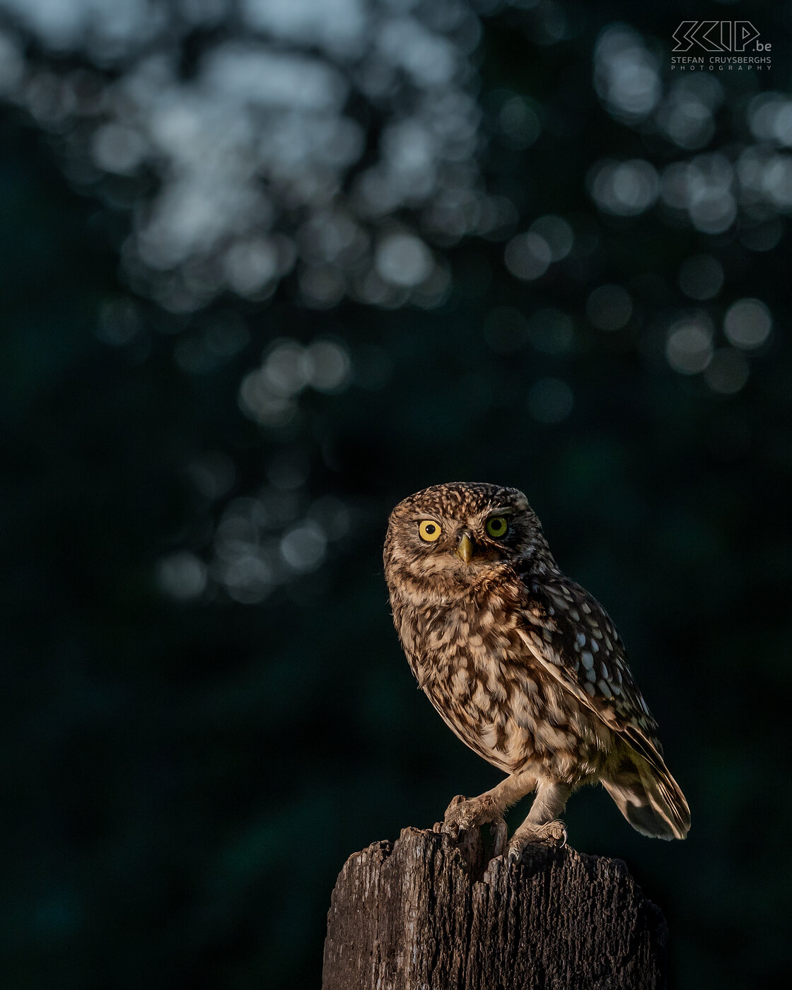 Steenuil Steenuil (Athene noctua) bij avondschemering Stefan Cruysberghs